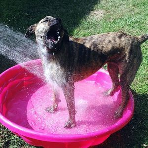 Meet your Posher, Terri